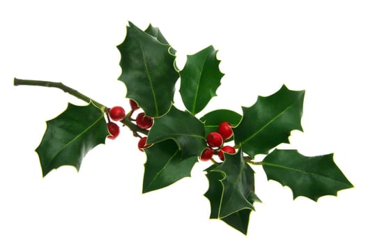 Holly
