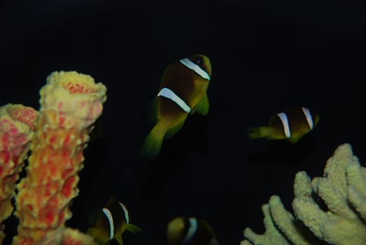Tropical Fish