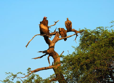 Vultures waiting for carrion
