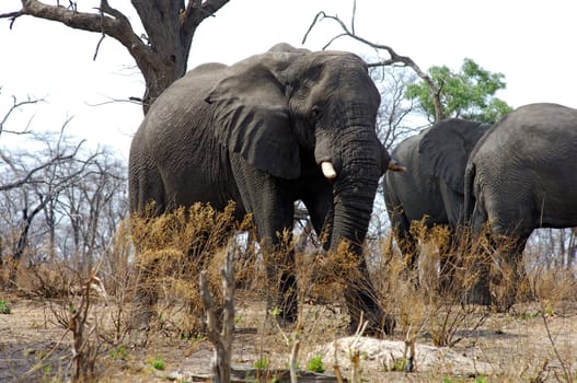 Herd of elephants