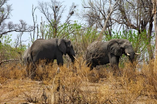 Elephants in the bushland