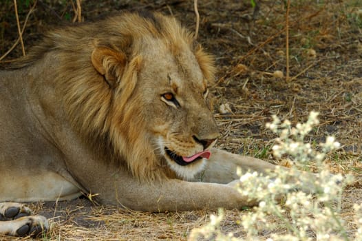 Resting Lion
