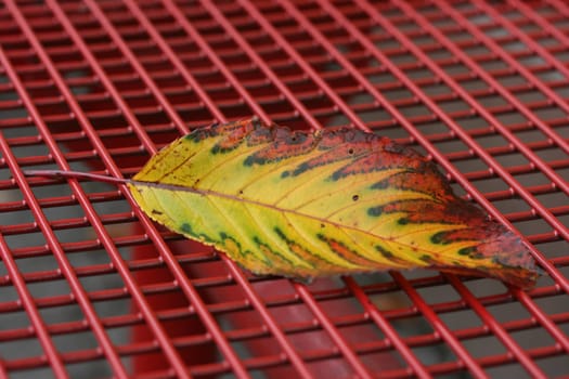 Autumn leaf on lattice