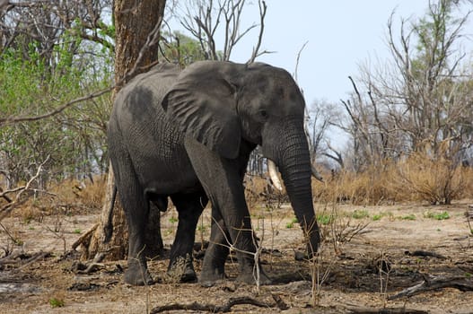 African elephant