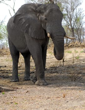 Bull elephant before the attack