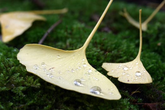 Gingko Leaf
