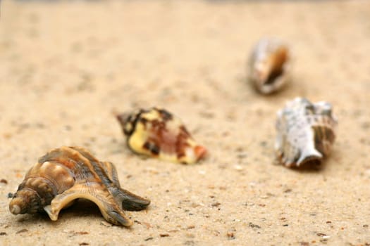 Mussels