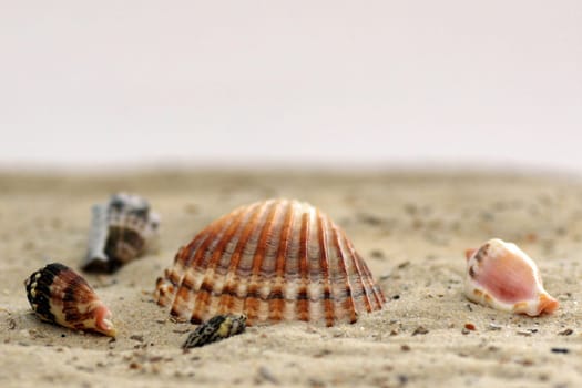 Frutti di Mare II