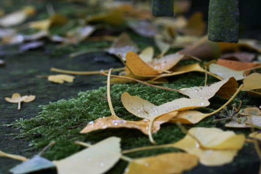 Gingko Leaves