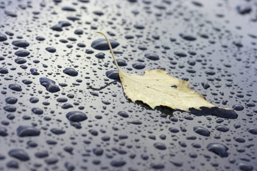 Autumn leaves in the rain