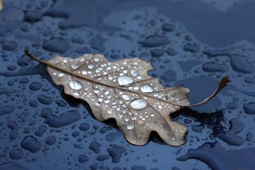 Withered leaf in the rain