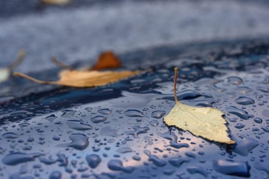 Autumn leaves in the rain