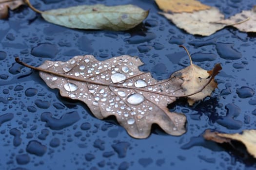 Autumn leaves in the rain