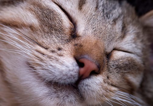 Sleepyhead