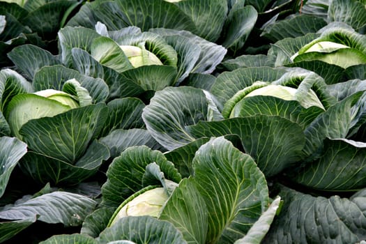 White cabbage cultivation