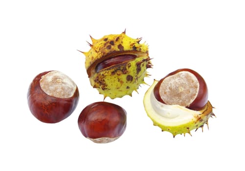 Chestnut 07