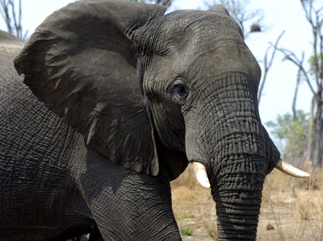 African elephant