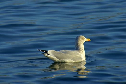 Herring gull