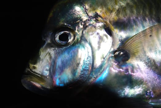 Fish Head
