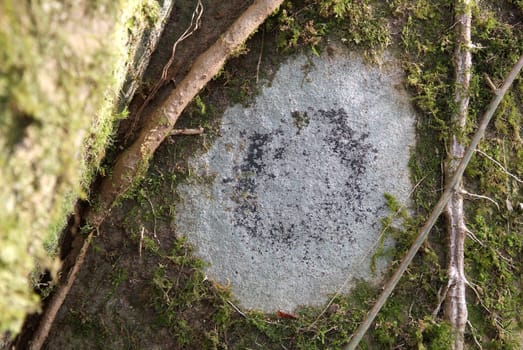 Would be grateful if someone could tell me what kind of lichen or moss this is.