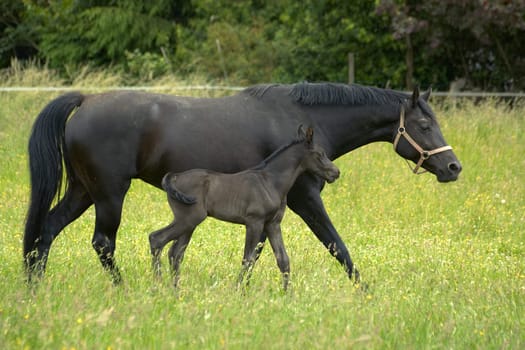 Foal and mare in the pasture