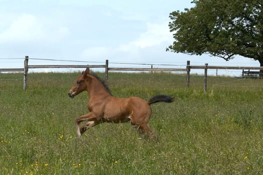 Foal galloping
