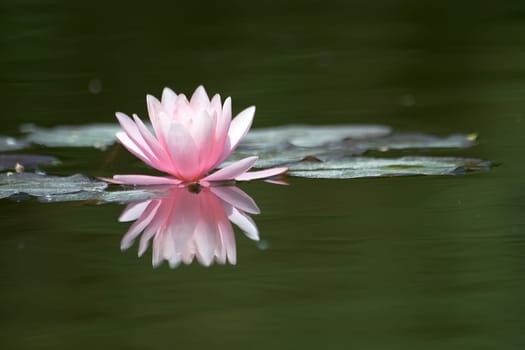 Delicate Water Lily