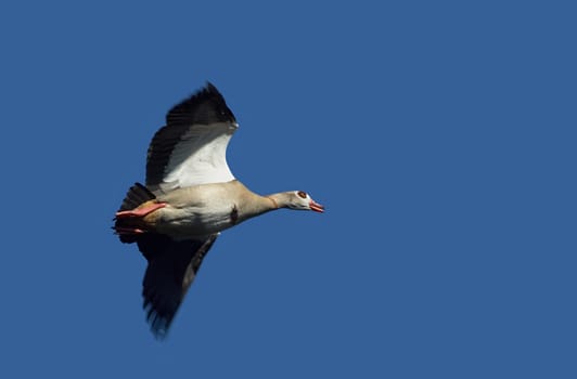 Nile goose in flight