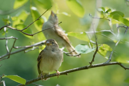 Sparrow Children