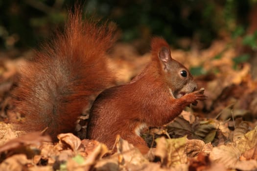 Autumn active