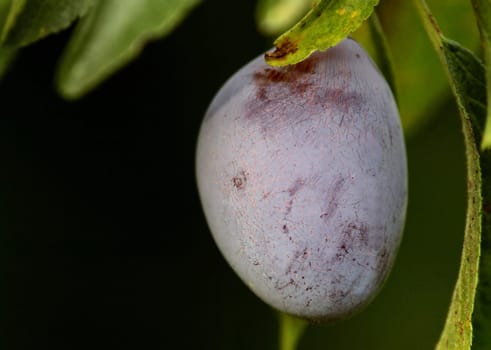 Plum
