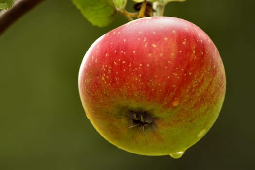 Apples without (New York)
