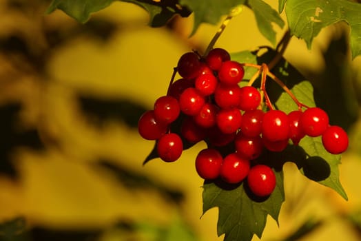 ROWAN