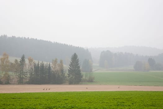 Deer in the morning mist