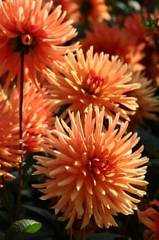 Autumn Gold