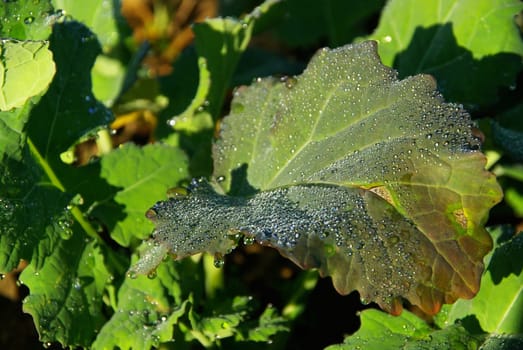 Fodder cabbage 03