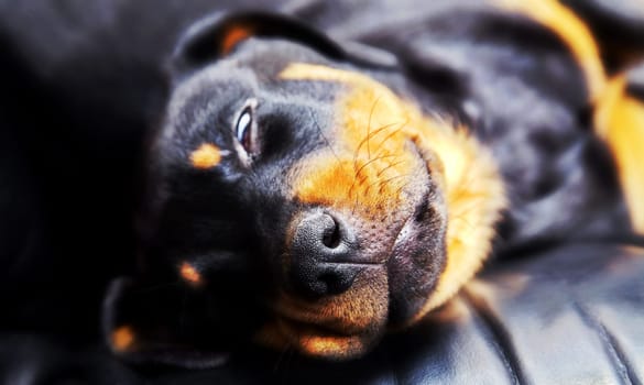 Beauty sleep