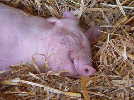 Pig Dream