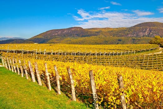 Viticulture II