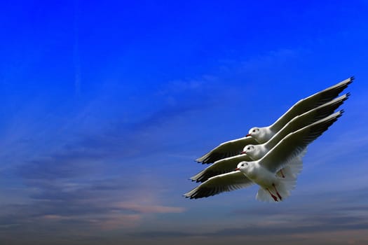 Formation flight