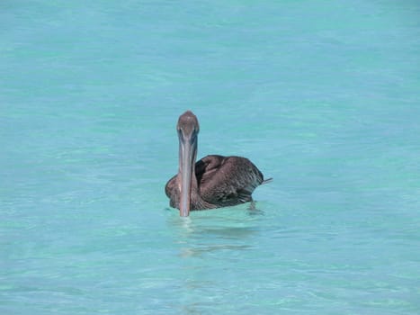 Pelican
