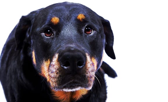 Dog eyes beautiful,look at you radiantly. Say,want to go for a walk,come on,get dressed. Light up when you get home. They look up at you lovingly. Tail wagging,belly rubbing,please stay with me now