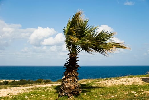 Palm tree in the wind