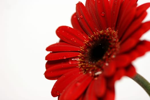 Floret