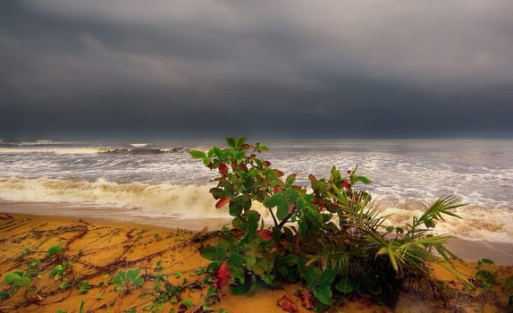 ... the elements of earth against water,the plant at the waterline,the struggle of the earth against water. The aerial roots fight against the salt water... the plants hold their own and grow... a miracle of life,of nature!
