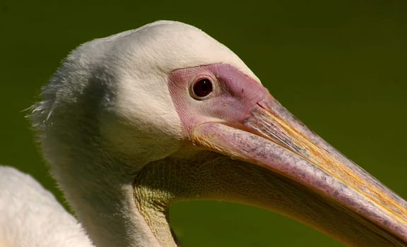 Pelecanus