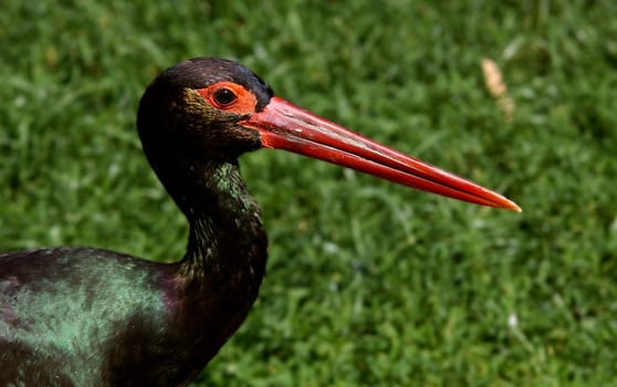 Black stork