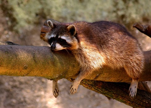 Raccoon