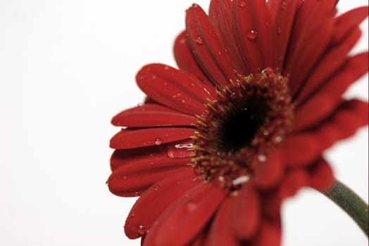 Gerbera