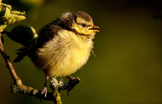 -shortly after moving out of the nest